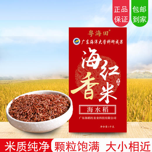2025新米上市 【海红香米【买3kg送1kg 实发8斤！】 商品图0
