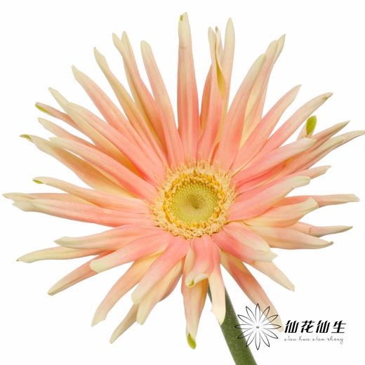 非洲菊 | 康定 商品图2
