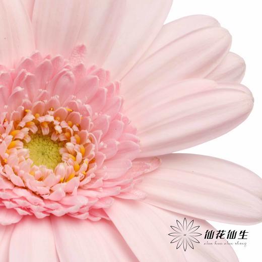 非洲菊 | 华沙 商品图1