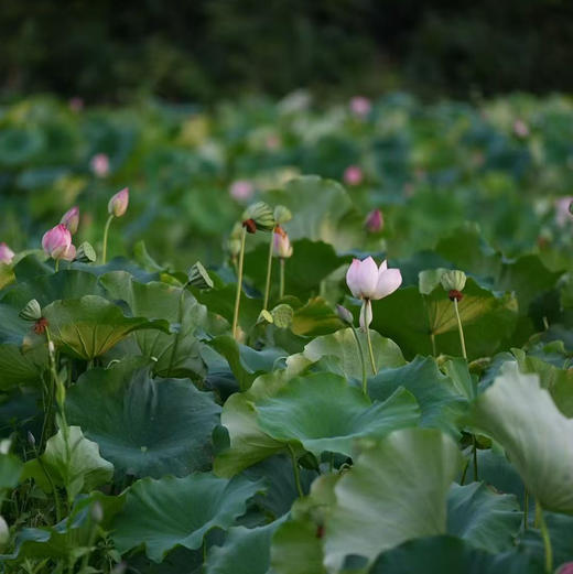 【莲子/藕粉】无熏硫无漂白/人工剥皮挑选粒粒精品/煮粥煲汤滑脆爽口 商品图14