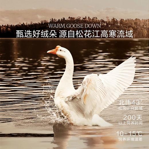 水星家纺全棉复合白鹅绒枕 商品图1