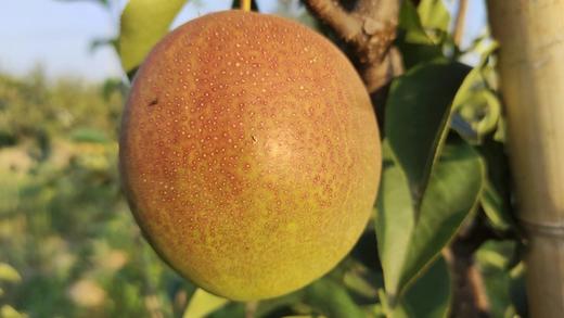 山西净土生态丹霞红梨，净重5斤或8斤京东包邮，441项农残检测零农残 商品图1