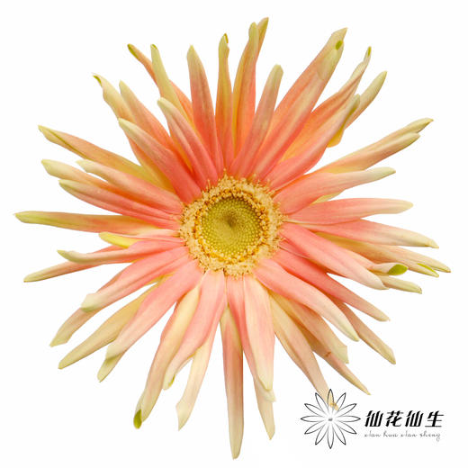 非洲菊 | 康定 商品图0