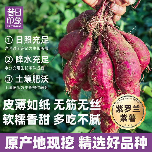 开袋紫薯即食无添加蔗糖真空小包装紫薯番薯干代餐粗粮零食 商品图1