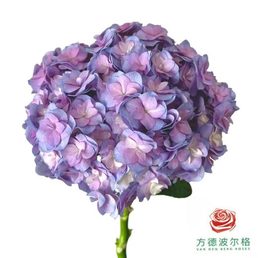 市场绣球-翼 商品图0