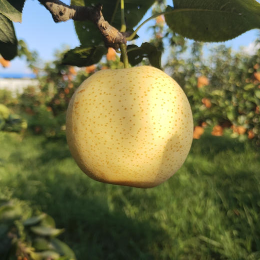 产地直发-小空山有机黄金梨 南召县 皮薄 核小 脆甜无渣 口感细腻 京东快递 下单所有规格均赠送100g秋梨膏 商品图1