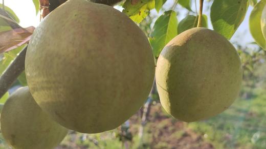 山西净土生态丹霞红梨，净重5斤或8斤京东包邮，441项农残检测零农残 商品图5