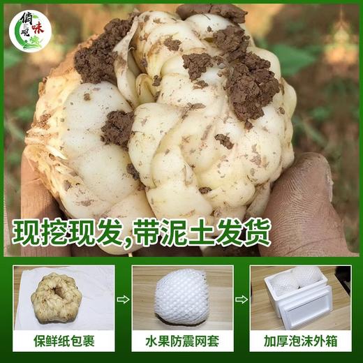 【粉糯不苦❗️江西万载龙牙百合】现挖现发，营养美味滋补，瓣形厚微弯个头肥大，色泽洁白至宝黄，淀粉含量高，营养丰富粉糯更甜味淡不苦，宜春新鲜食用龙牙百合新鲜L 商品图1