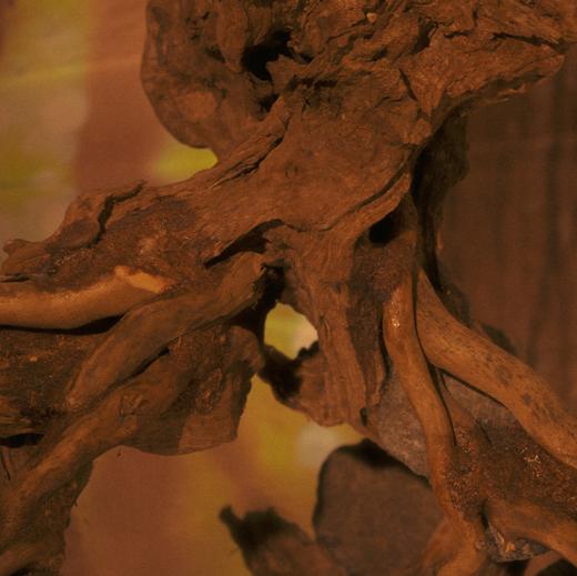 【新品上市】冥想玫瑰沙龙香水50ml 商品图6