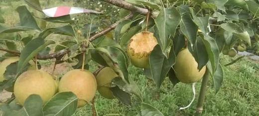 山西净土生态丹霞红梨，净重5斤或8斤京东包邮，441项农残检测零农残 商品图3