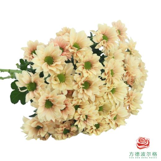 VDB多头小菊-人鱼贝贝 商品图3
