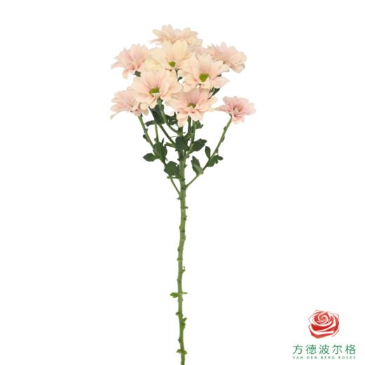 VDB多头小菊-仙女贝贝 商品图4