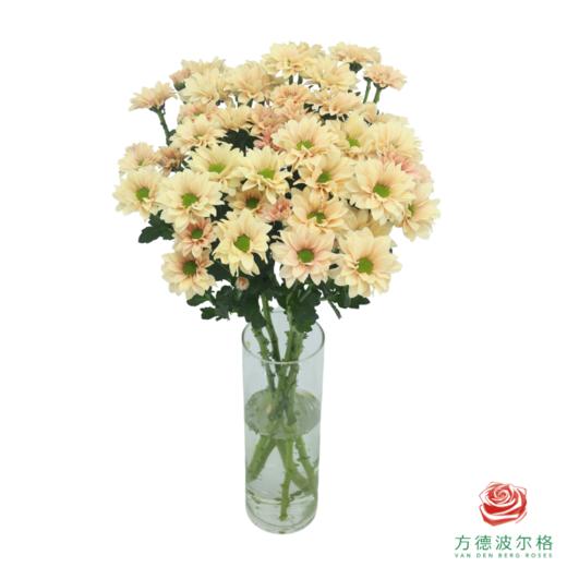 VDB多头小菊-人鱼贝贝 商品图1