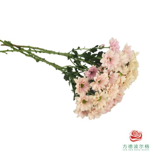 VDB多头小菊-仙女贝贝 商品图2