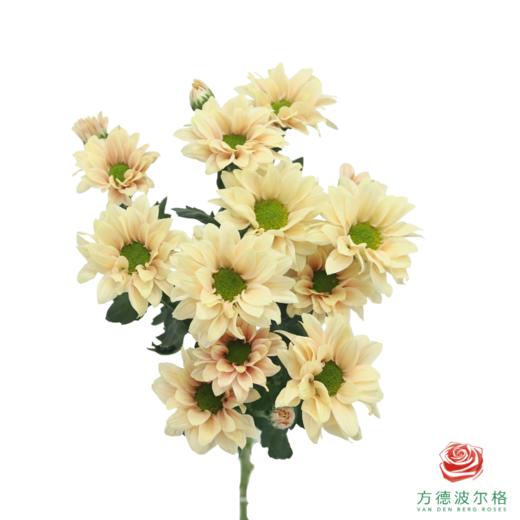 VDB多头小菊-人鱼贝贝 商品图5