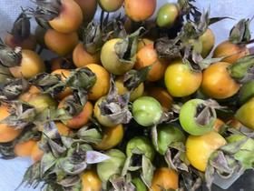 配果 | 玫瑰果【运输途中果子易掉，介意慎拍】