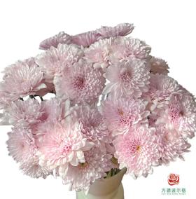 市场小菊-草莓冰淇淋  10枝1扎