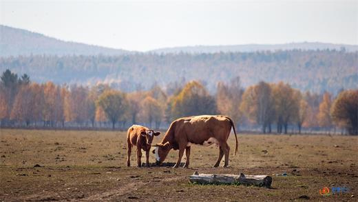 【龙江秋色G331】大小兴安岭、中俄北极三岛、五大连池、北红村、北极村、龙江大弯、画山、伊春五花山、茅兰沟13天摄影创作团 商品图9