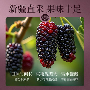 楼兰蜜语 黑桑葚干225g*2 罐装 蜜饯果干 桑果桑椹子 无沙 /休闲食品 /蜜饯果干 /其他蜜饯果干 商品图5