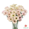 VDB多头小菊-仙女贝贝 商品缩略图0