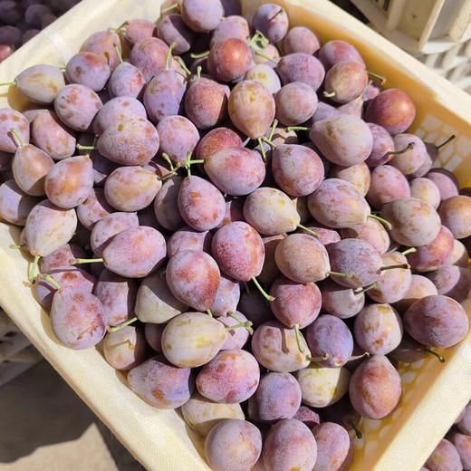 新疆法兰西西梅3斤装 商品图0