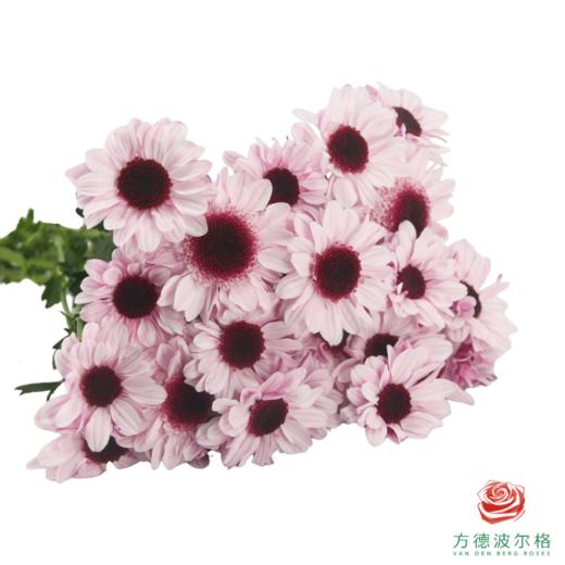 VDB多头小菊-大红帽  5枝一扎 商品图3