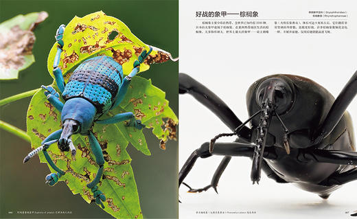 《世界甲虫图鉴》800+奇美甲虫集结【官方正版 48小时发货】-分销 商品图2