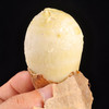 山东奶油芋头 4.5斤 新鲜现挖软糯丝滑坏果包赔 商品缩略图1