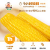 傻小胖【头茬玉米】内蒙古软糯鲜玉米（7-9穗）真空1小时锁鲜非速冻早餐 /粮油调味 /杂粮 /谷米类 商品缩略图5
