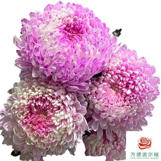 市场牡丹菊-草莓布丁 商品图0