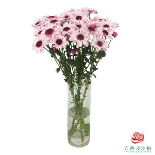 VDB多头小菊-大红帽  5枝一扎 商品图1