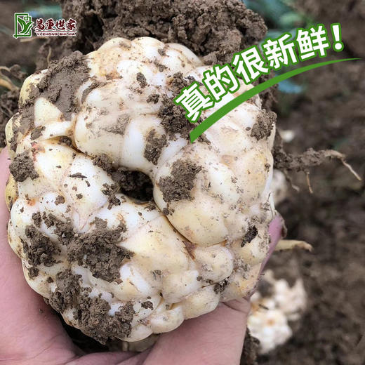 【粉糯不苦❗️江西万载龙牙百合】现挖现发，营养美味滋补，瓣形厚微弯个头肥大，色泽洁白至宝黄，淀粉含量高，营养丰富粉糯更甜味淡不苦，宜春新鲜食用龙牙百合新鲜L 商品图2