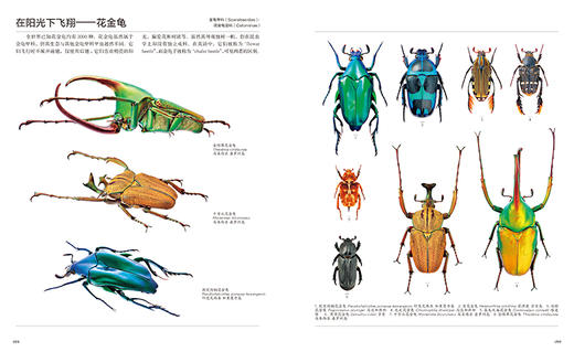《世界甲虫图鉴》800+奇美甲虫集结【官方正版 48小时发货】-分销 商品图3