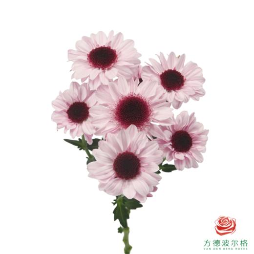 VDB多头小菊-大红帽  5枝一扎 商品图5