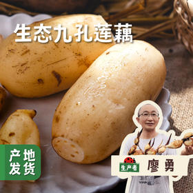 生态九孔莲藕 4斤/6斤/8斤 | 合作农友生产，产自四川遂宁，生产者：廖勇 *【公平贸易农人定价】