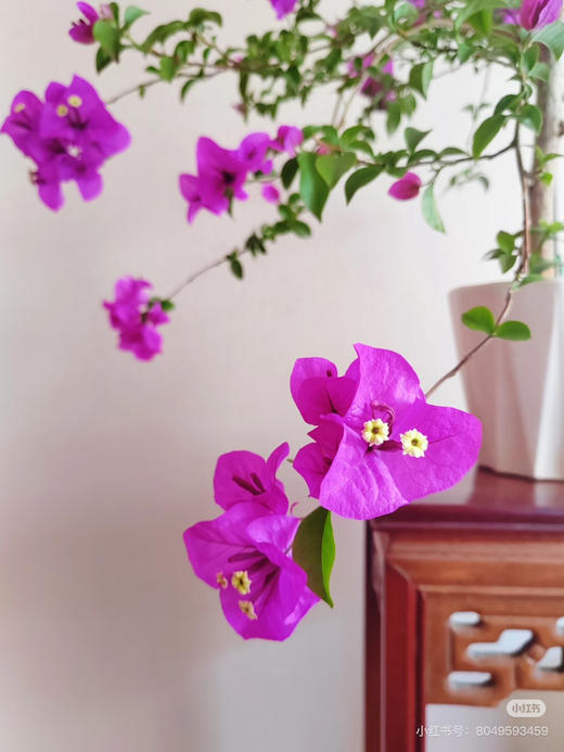 【绿植现货】云南紫小老桩三角梅19.9（现货，下单即可到店自提） 商品图5