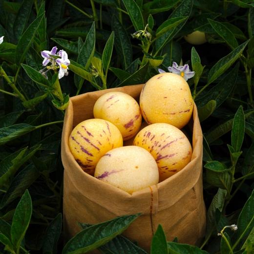 ZS石林树熟人参果#清甜爽口一口爆汁，坚持树上熟甜度10+，现摘现发，孕妇小孩老人放心食用 商品图1