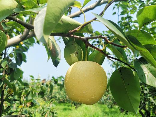 生态皇冠梨 5斤【基地直发】| 产地：河北赵县，生产者:慧玲【公平贸易农人定价】 商品图4