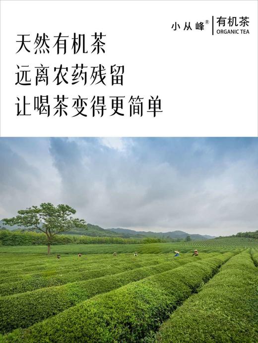 小从峰有机绿茶 2025新茶有机茶原生态茶100g袋装 商品图2