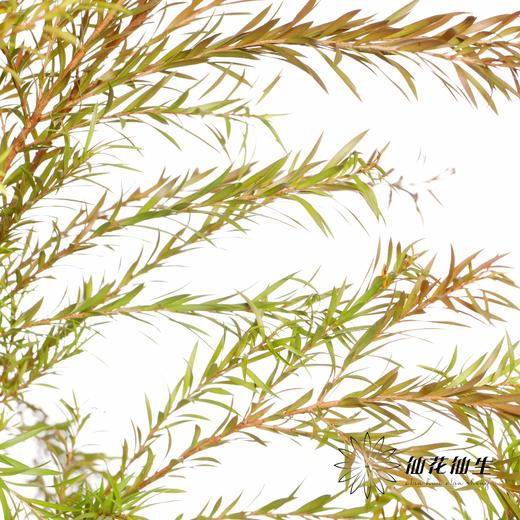 叶材 ｜ 千层金红色 商品图3