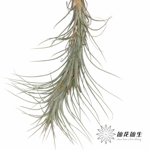 叶材 | 狐狸尾巴 商品图2