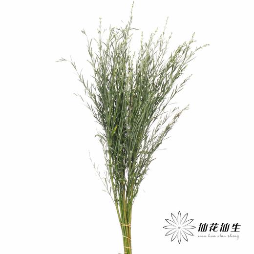 叶材 | 柳叶星河 商品图3