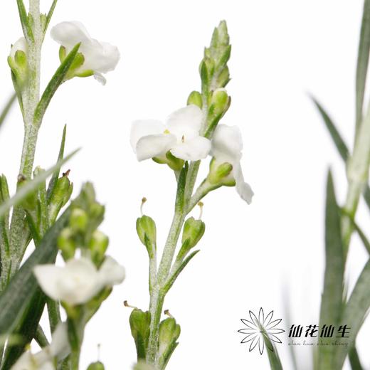 叶材 | 柳叶星河 商品图4