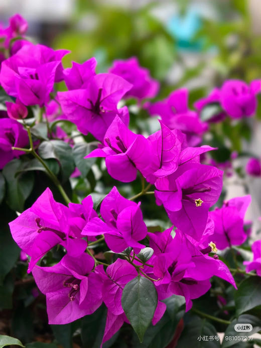 【绿植现货】云南紫小老桩三角梅19.9（现货，下单即可到店自提） 商品图0