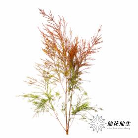 叶材 ｜ 千层金红色