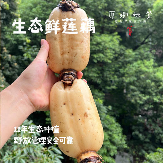 【人工现挖较慢需等待】生态莲藕（基地直发-申通包邮）| 多种规格，来自四川遂宁，生产者：廖勇【合作生产，公平贸易】 商品图0