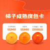 新鲜水果 口感细腻甜柿子 8枚/盒 商品缩略图4