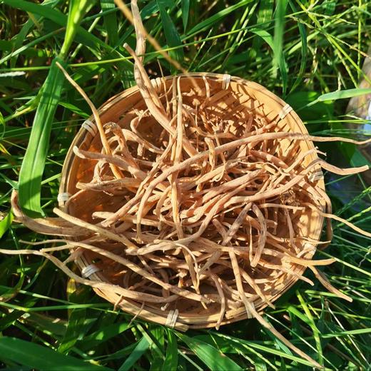 云南高原太子参  | 人工采挖 自然晾晒 | 公平贸易 *Pseudostellaria  heterophylla  in  Yunnan  Plateau 商品图1