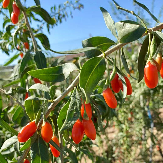 010枸杞 【甘杞2号】宁夏高原 核心产区 【十年守护】自然甘醇 不酸涩 商品图2