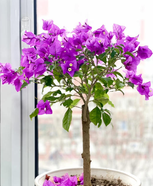 【绿植现货】云南紫小老桩三角梅19.9（现货，下单即可到店自提） 商品图3